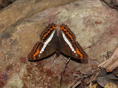 Adelpha corcyra corcyra