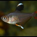 Rosy Tetra - Photo (c) Blair Chen แบลร์, some rights reserved (CC BY-NC-SA)