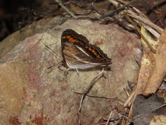 Adelpha corcyra corcyra