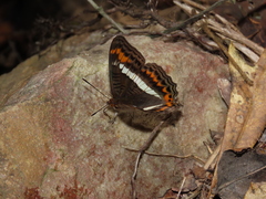 Adelpha corcyra corcyra
