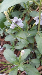 Ruellia tuberosa