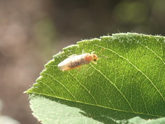 Hoplocampa