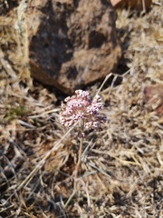 Asclepias senecionifolia