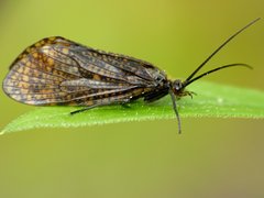 Oligostomis ocelligera