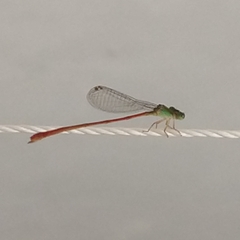 Leptobasis vacillans