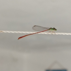 Leptobasis vacillans