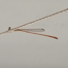 Leptobasis vacillans