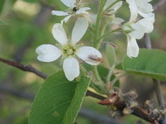 Hoplocampa