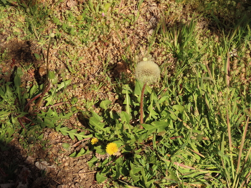 Nabije paardenbloem (Taraxacum proximum)