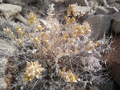 Ambrosia ilicifolia