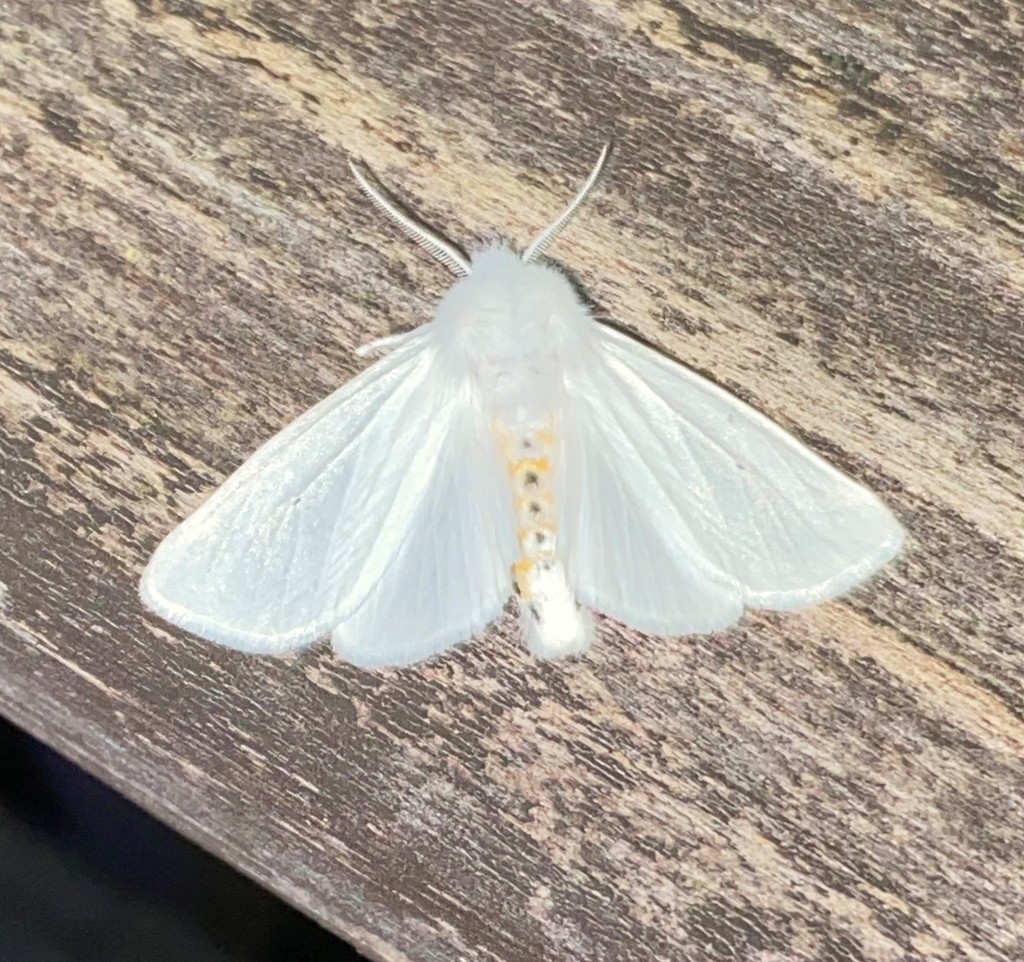 Virginian Tiger Moth from Along Ijams Branch, off of Co. Rd. 275 ...