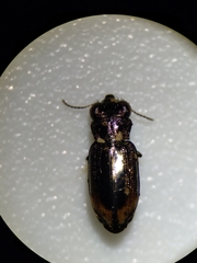 Notiophilus sylvaticus
