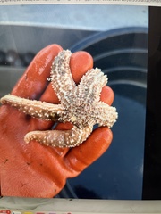 Evasterias troschelii