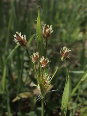 Luzula multiflora multiflora