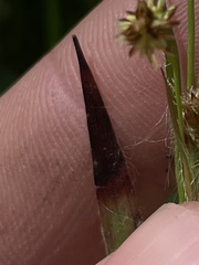 Luzula multiflora multiflora