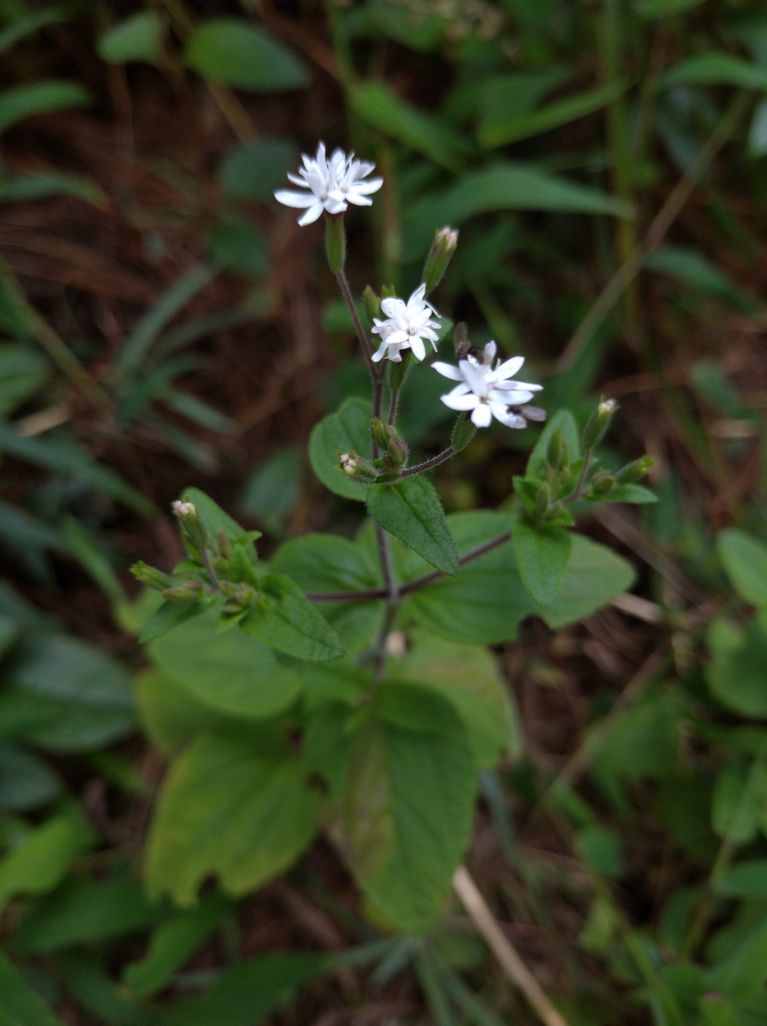 Stevia image