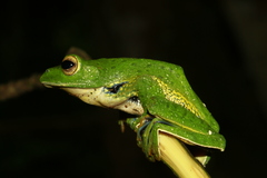 Rhacophorus kio