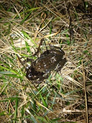 Lithobates areolatus