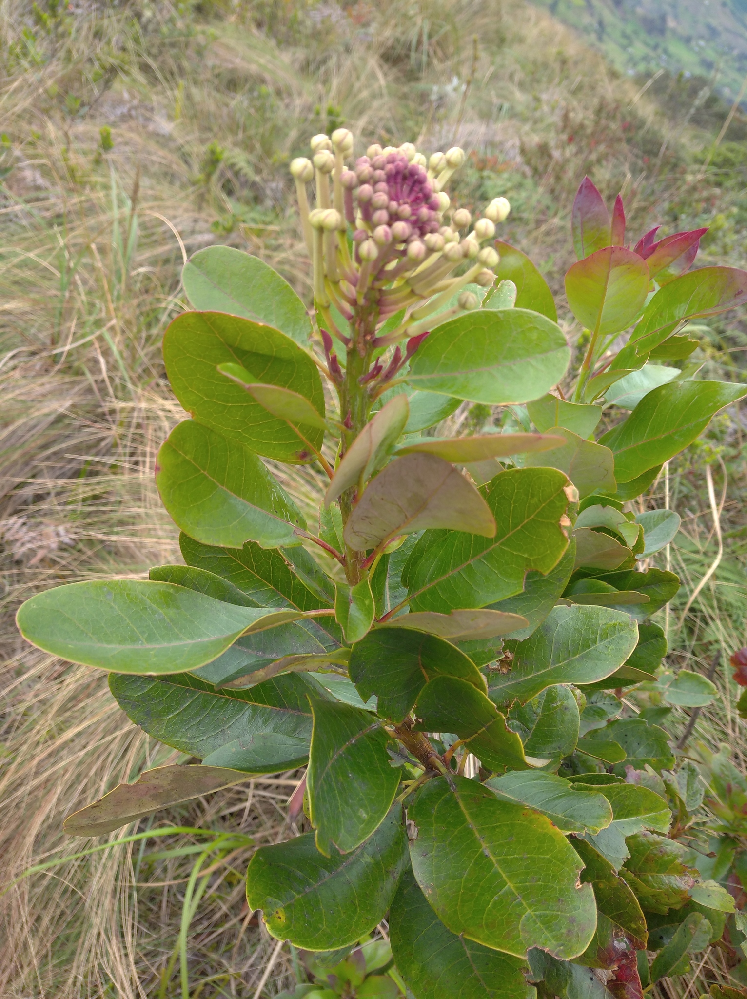 Oreocallis image