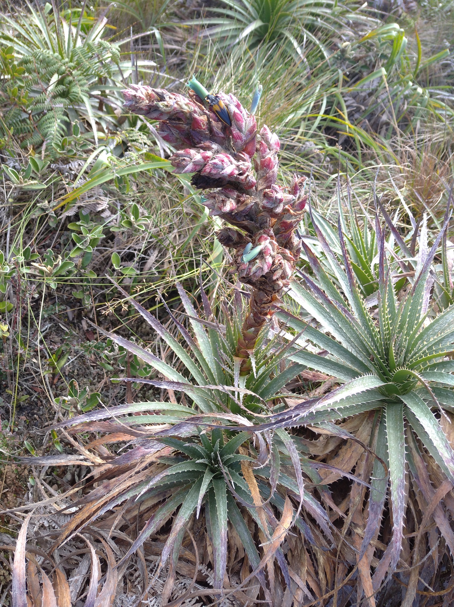 Puya parviflora image