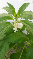 Sesamum indicum