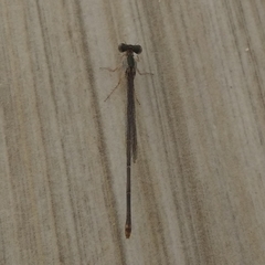 Argia