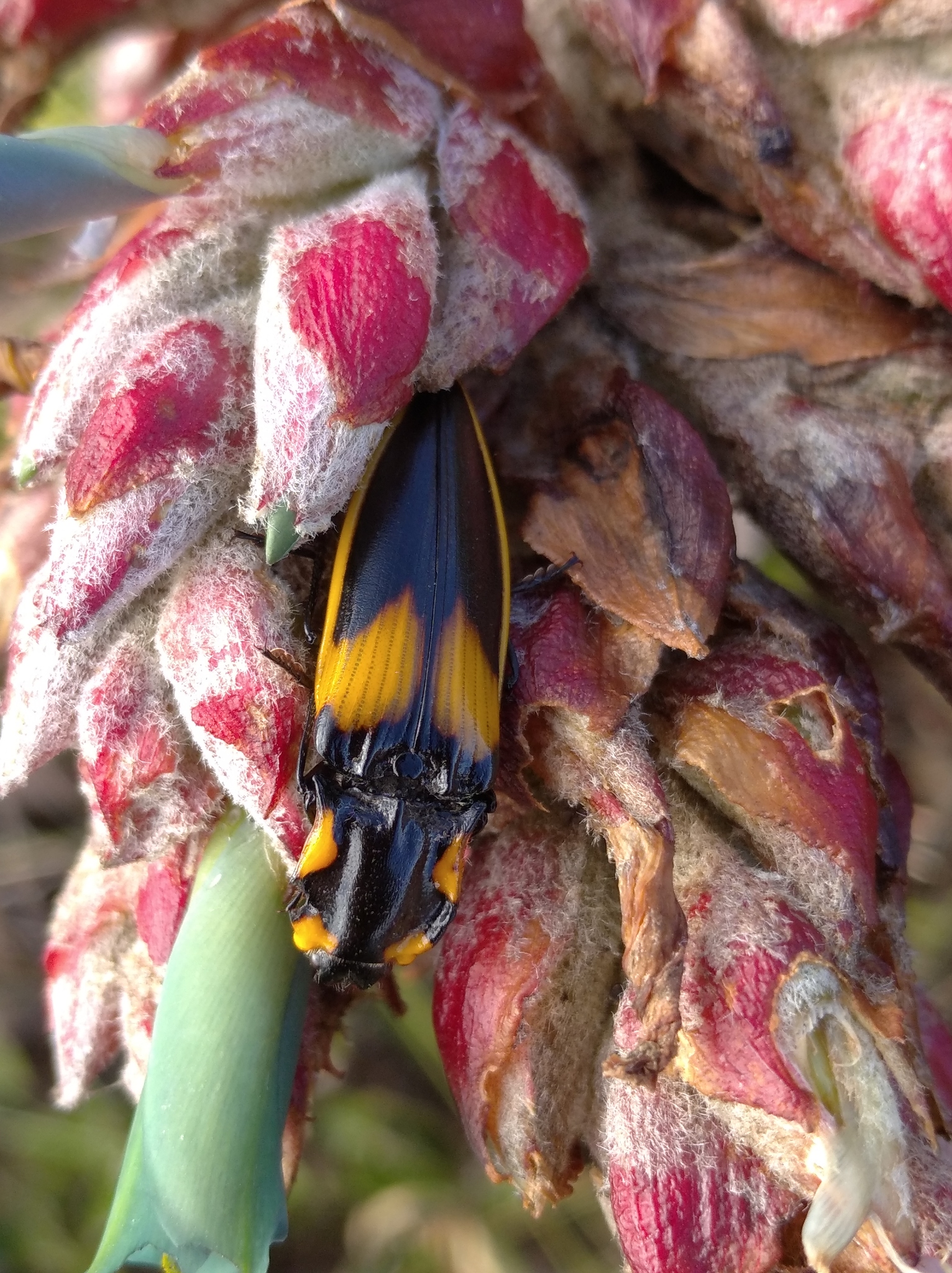 Systasidae image