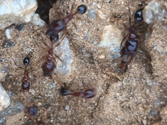 Trichomyrmex glaber
