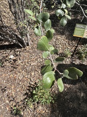 Cercocarpus traskiae