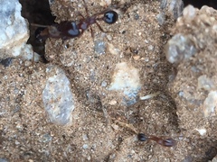 Trichomyrmex glaber