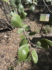 Cercocarpus traskiae
