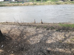 Branta canadensis