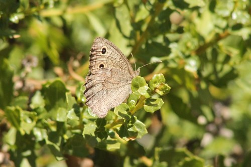 iNaturalist observation photo of Common Wood-Nymph