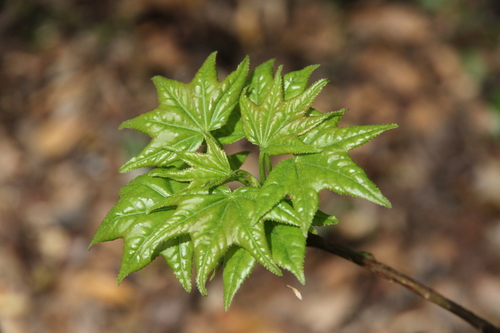 Altingiaceae image