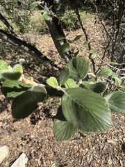 Cercocarpus traskiae