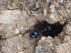 Trichomyrmex glaber