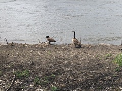 Branta canadensis