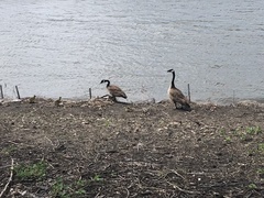 Branta canadensis