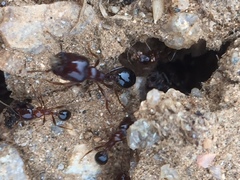 Trichomyrmex glaber