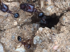 Trichomyrmex glaber