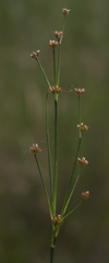 Juncus alpinoarticulatus