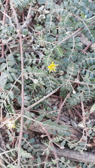 Tribulus terrestris
