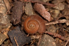 Austrochloritis laurieton