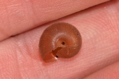 Austrochloritis laurieton