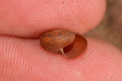 Austrochloritis laurieton