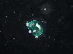 Podocorynoides minima