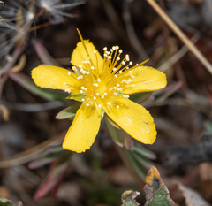 Hypericum concinnum