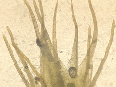 Pleuridium subulatum