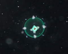 Podocorynoides minima