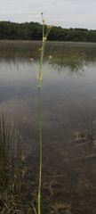 Juncus alpinoarticulatus